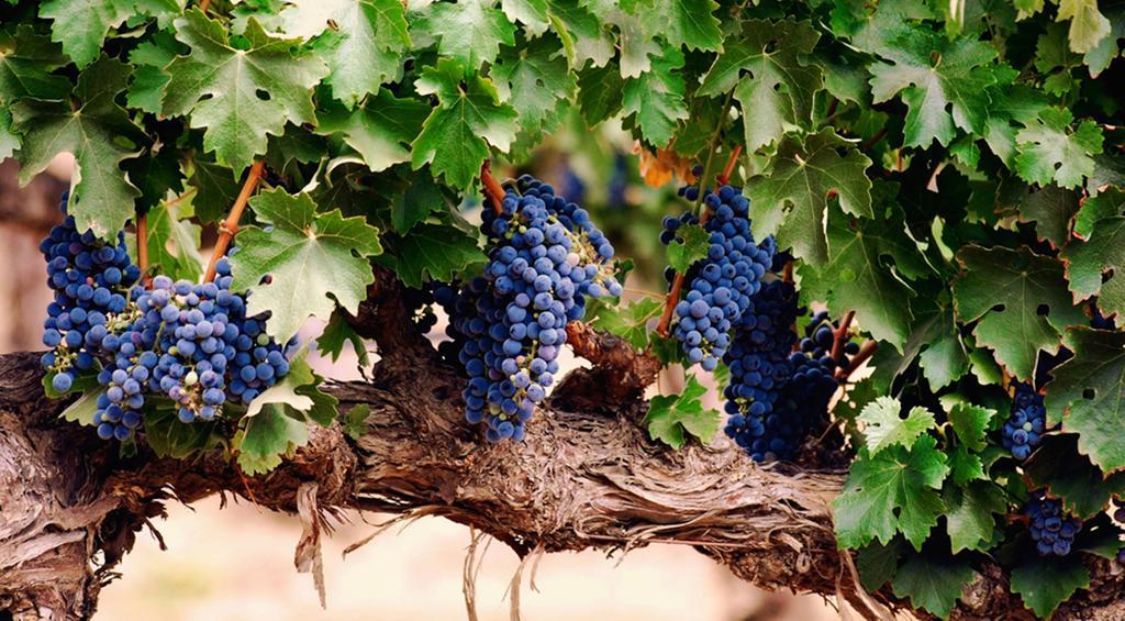 Agriturismo Le Vigne 폴리뇨 외부 사진